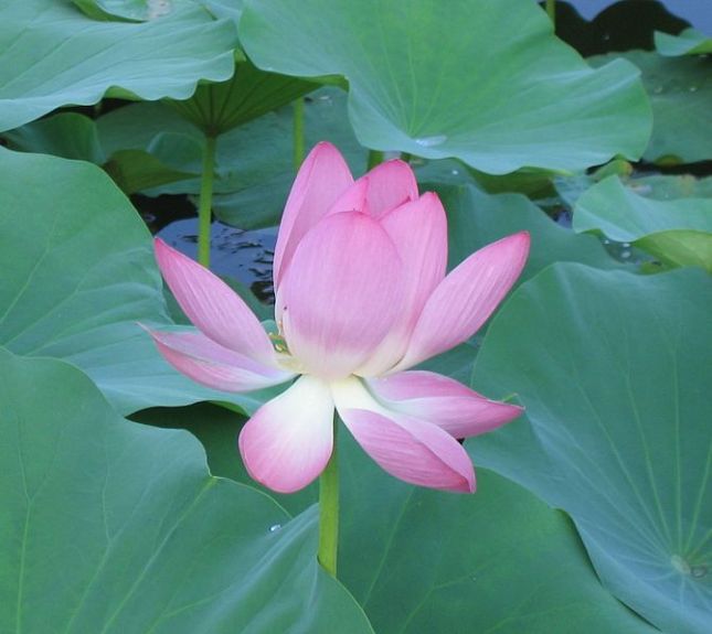 The lotus symbolizes non-attachment in some religions in Asia owing to its ability to soar over the muddy waters and produce an immaculate flower.